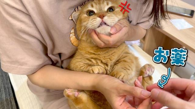 賢すぎる猫にあの手この手で薬をあげるのが大変すぎた…