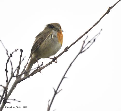 The adult European robin is 12.5–14.0 cm (4.9–5.5 in) long and weighs 16–22 g (0.56–0.78 oz), with a wingspan of 20–22 cm (8–8.5 in). The male and female bear similar plumage: an orange breast and face (more strongly coloured in the otherwise similar British subspecies E. r. melophilus), lined by a bluish grey on the sides of the neck and chest. The upperparts are brownish, or olive-tinged in British birds, and the belly whitish, while the legs and feet are brown. The bill and eyes are black. Juveniles are a spotted brown and white in colouration, with patches of orange gradually appearing
