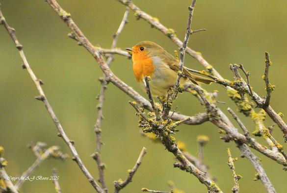 The adult European robin is 12.5–14.0 cm (4.9–5.5 in) long and weighs 16–22 g (0.56–0.78 oz), with a wingspan of 20–22 cm (8–8.5 in). The male and female bear similar plumage: an orange breast and face (more strongly coloured in the otherwise similar British subspecies E. r. melophilus), lined by a bluish grey on the sides of the neck and chest. The upperparts are brownish, or olive-tinged in British birds, and the belly whitish, while the legs and feet are brown. The bill and eyes are black. Juveniles are a spotted brown and white in colouration, with patches of orange gradually appearing