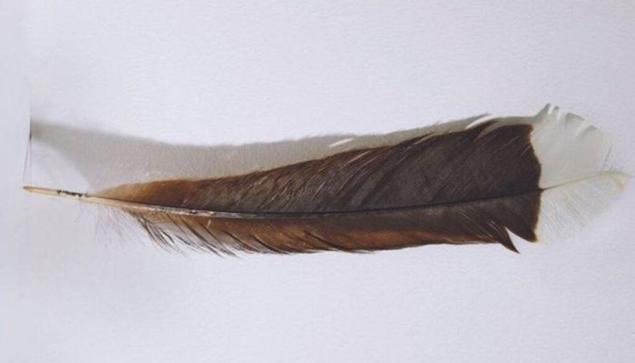 9-grammes-pour-30-000-la-plume-la-plus-chere-du-monde