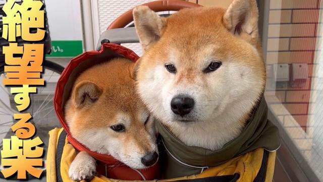 悪天候でも欠かさず散歩に行きたがる柴犬。出発前は毎回絶望を感じる
