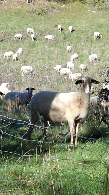 Mouton qui regarde l'objectif d'un air curieux. Troupeau qui pâture en arrière plan.