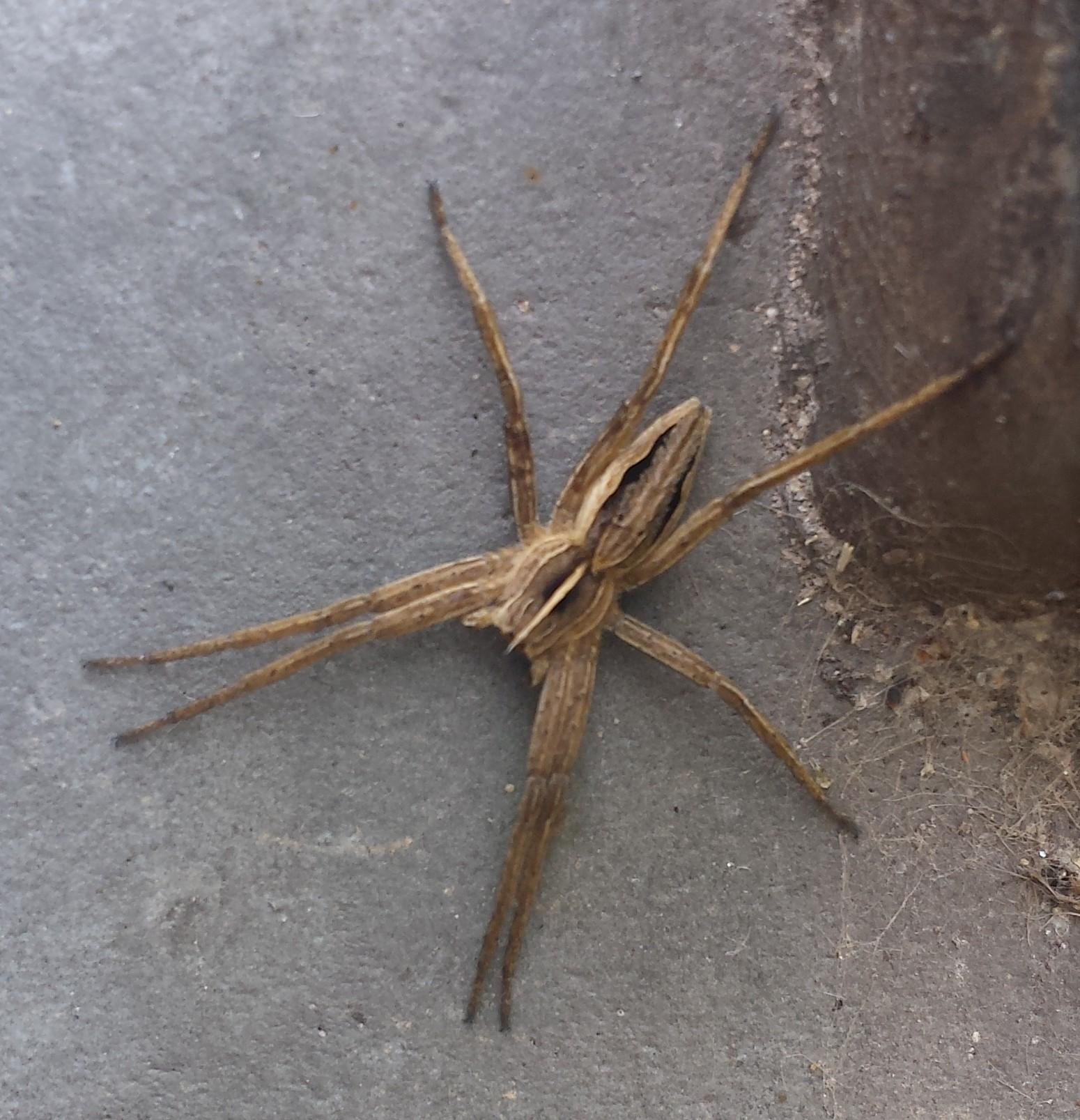 A slightly fuzzy spider (nursery web spider, I think) with slender abdomen and stripes. The front two legs on each side stretch out together.