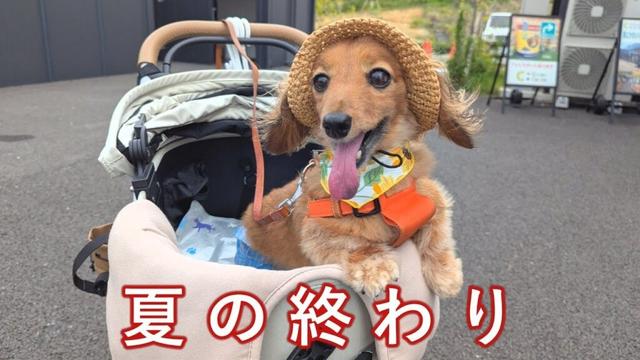 【11歳最後】個室ジンギスカンとWHATAWON（ワタワン）で夏の終わりを楽しみました【カニンヘンダックスえびすの日常】
