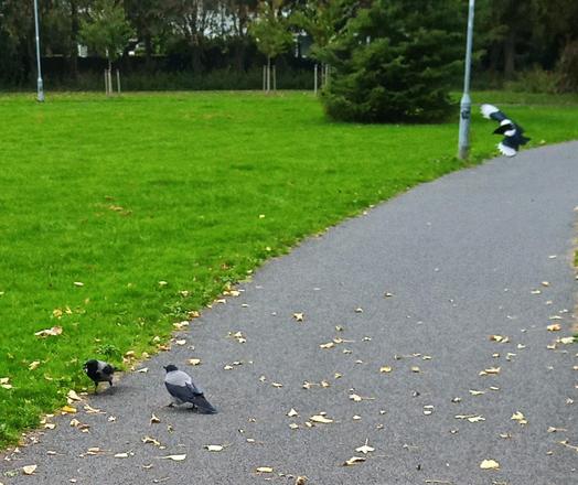 2 crows taking care of dropped food as a magpie swoops in from the right.
