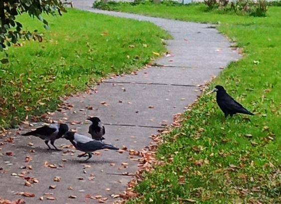 3 crows on footpath through green space as a rook approaches on foot.