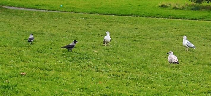 3 gulls land to steal any food the crows have.
