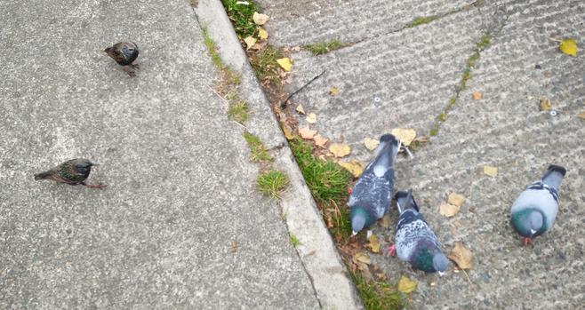 2 starlings and 3 pigeons at dropped food. i stayed close as that kept the gulls away.