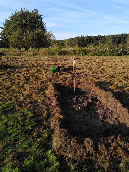 Auf einer vor zwei Tagen gemähten Wiese, auf dem das Heu in kleinen Haufen weiterhin liegt, habe ich vier junge Obstbäume in einer Reihe gepflanzt. Vorne im Bild befindet sich eine junge Kirsche, die bereits ihre Blätter abgeworfen hat. Um das Bäumchen herum befindet sich die von der Grasnarbe befreite Erde. Das entstandene rechteckige Beet hat eine aufgehäufte Umrandung aus Grasnarbe und Heu. 
Rundherum befindet sich mehr Wiese, im Hintergrund steht ein etwa acht Meter hoher Süßkirschbaum. Dieser befindet sich auf dem Grünstreifen der Gemeinde und darf von allen obsthungrigen Bürger*innen beerntet werden.