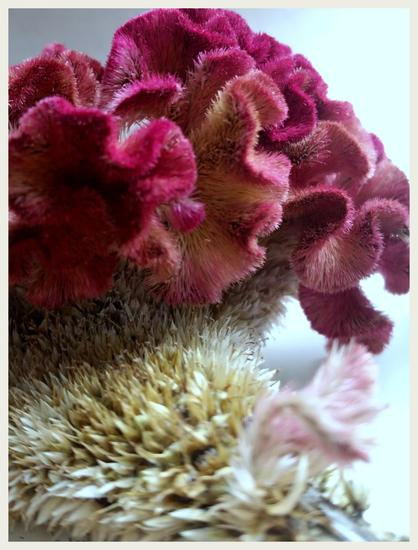 Red flower species and something with spines.