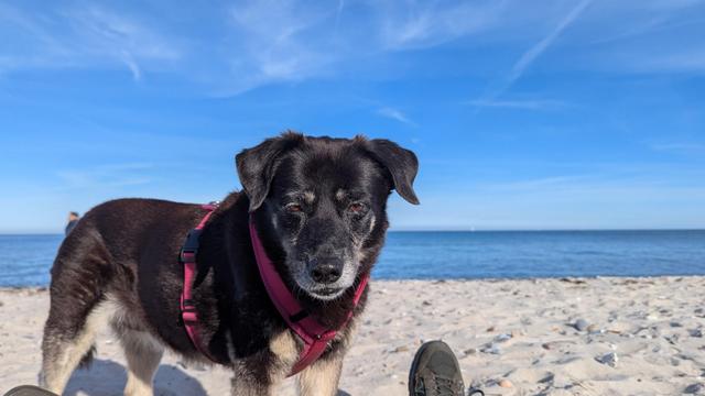 Ein kleiner schwarzer Hund mit pink-farbenem Brustgeschirr steht am Strand und schaut den liegenden Menschen an. Vom Menschen ist nur die Schuhspitze zu sehen.
Im Hintergrund weißer Strandsand, die blaue Ostsee und blauer Himmel.
