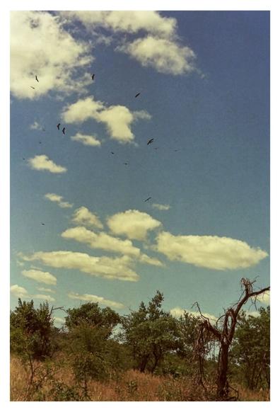 Landscape depicting a savanna with scattered trees against a blue sky filled with fluffy clouds and vultures soaring, creating a serene, natural ambiance.