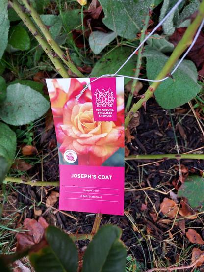 the item tag for a pink and orange rose  . the varietal is named "Joseph's Coat" .  it's a climbing rose with "Unique Color' and "A Bold Statement"