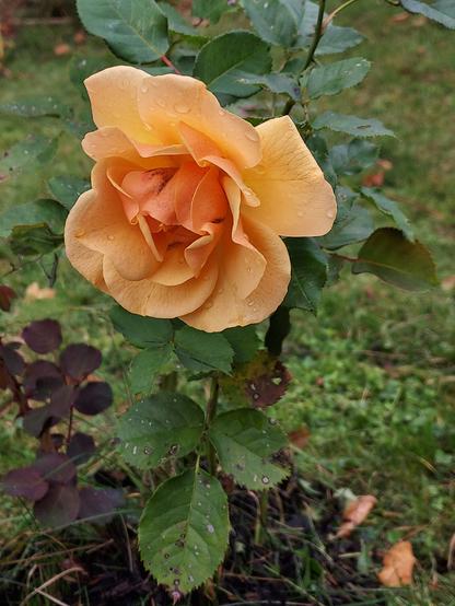 an soft orange rose on a small plant.