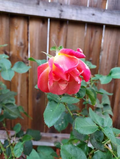 a bright pink rose with yellow showing at the center, and white tips at the edges of the petals.  green rose bush leaves underneath, and a wooden fence behind.