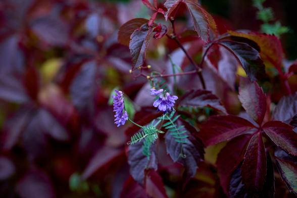 Some blue or purple blossoms growing among a lot of deep red leaves hanging from a fence.