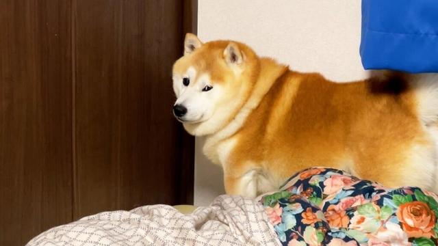 少し困ったときは「助けて」とまでは言わないが、家族のほうを激しくチラ見はする柴犬