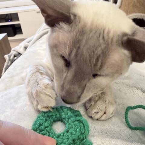 Nightshade, a lilac-point Siamese cat, lies on my lap on a soft blanket closely inspecting a green crochet cat bagel. I’m in the process of making it for him, but he’s impatient and has hooked a single claw into the work and is trying to grab it away from me. He is slightly blurry from yoinking as I took the photo.