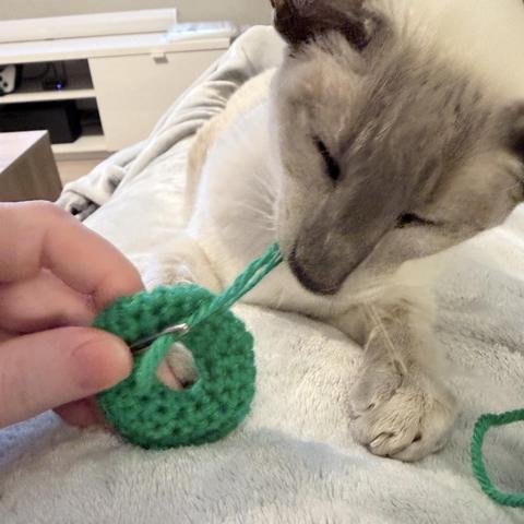 Nightshade, a lilac-point Siamese cat, lies on my lap on a soft blanket. Too impatient to wait for me to sew it up, he has grabbed hold of the working yarn and is biting it, trying to pull the whole green crocheted cat bagel away from me. As the needle is still attached and there is a loose strand, and the whole thing is un-felted I’m gently wrestling it away from him.