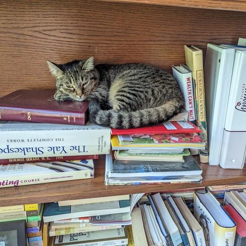My "floofdaughter" Mira reclining on a pile of books including a NKJV Bible and the Yale Shakespeare