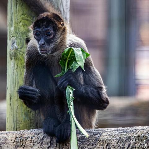 A gray monkey is seated on a wooden post, holding a green leaf in its hand. The monkey's head is slightly tilted downwards as it gazes directly at the camera. The monkey appears to be relaxed and at ease in its environment. The background is blurred, giving the impression of an outdoor setting, but it is unclear what the specific location might be.