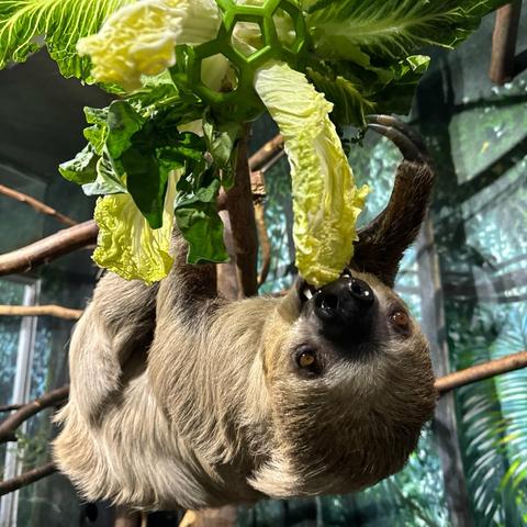 In the image, a sloth is hanging from a branch, its claws gripping the wood tightly. The sloth, with its fur blending into the foliage, is the main focus of the scene. The branch on which it hangs is adorned with a large piece of lettuce, adding a vibrant green color to the scene. The sloth is looking straight ahead, seemingly focused on something off-camera.