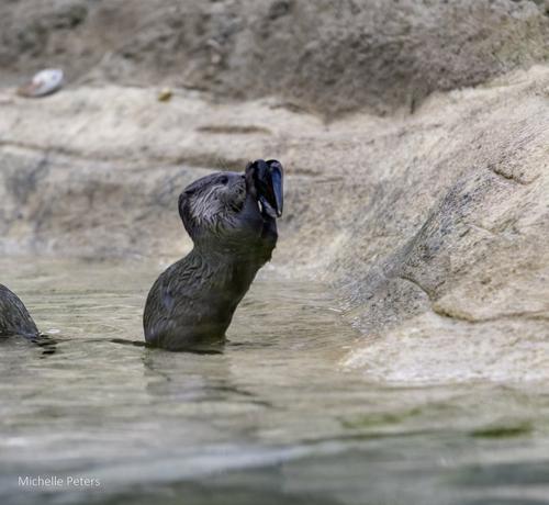 In the image, a large black otter is swimming in shallow water near the edge of a rocky area. The otter's body is partially submerged, and its head is raised above the water. The otter is looking upwards, possibly searching for food or keeping an eye on its surroundings.