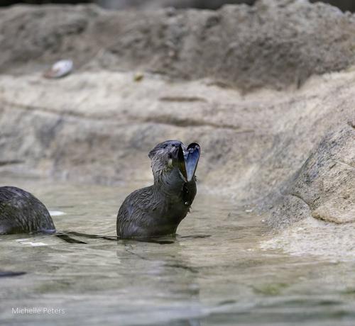 In a shallow body of water, two gray otters are engaged in playful activities. One otter is lying down in the water, appearing relaxed, while the other is standing upright, with its mouth open wide in a display of excitement or perhaps a playful challenge. The water is surrounded by rocks and boulders, creating a natural and rugged backdrop for the otters' interactions.