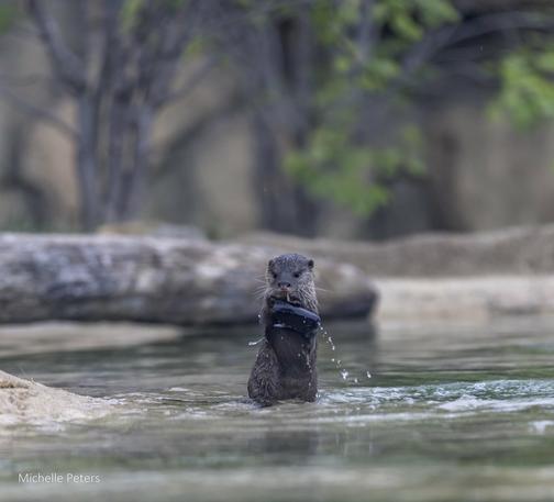 The image features a young otter swimming in a body of water, possibly a lake or a pond. The otter is holding a piece of plastic in its paws and appears to be in a playful or curious mood. The otter is positioned in the center of the frame, with a rock in the background adding a sense of depth to the scene. The presence of the rock and the otter's interaction with the plastic suggest that the setting is likely a natural environment with natural elements such as rocks and water.