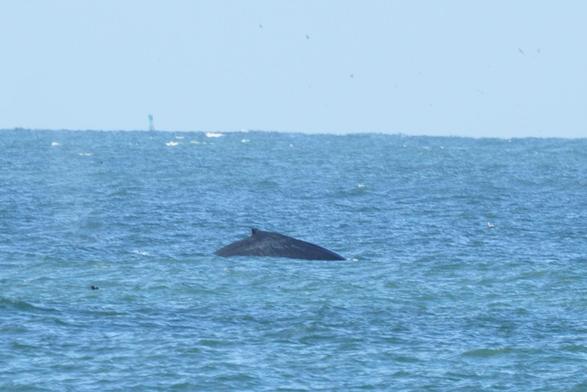 a whale surfacing showing its back and dorsal, swimming left to right