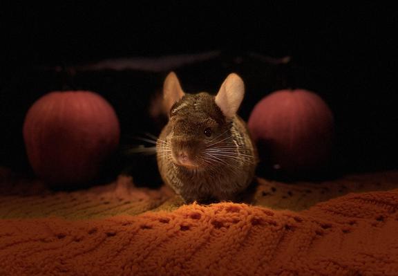 Biscuit the brown chinchilla sits on an orange crocheted blanket, with two pumpkins in the background. His eyes and whiskers have sparkle.