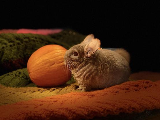 Putuuqti the freckle-eared chinchilla sits beside a small pumpkin on a colorful, textured blanket.