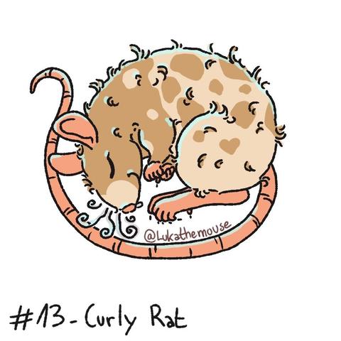 Drawing of a beige and white rat sleeping curled up, the rat's coat is very curly and it's tail is also curled all around their body. They have curly whiskers as well.