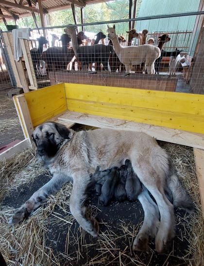 Im Vordeegrund liegt Herdenschutzhündin Dunja in einem abgetrennten Bereich in der Wurfkiste mit ihren sechs winzigkleinen Welpen. Im Hintergrund stehen die Alpakas in ihrem Stall.