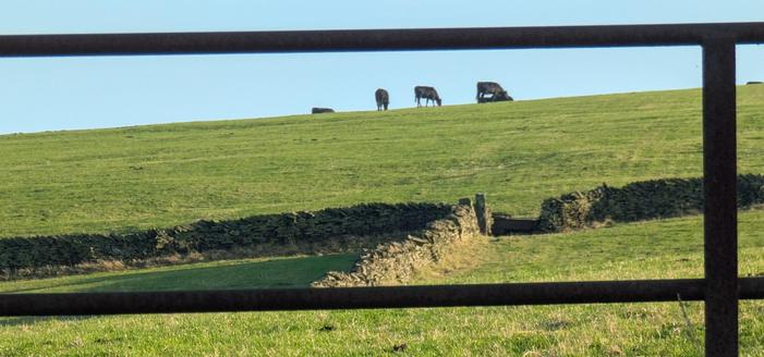 Cows on hilltop horizon, against a pale blue sky, a drystone wall downhill, on a green sward, the whole overlaid by a grid made by the silhouette of a metal gate.