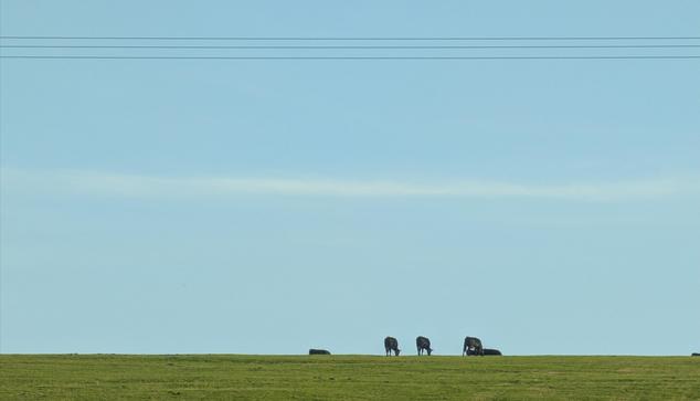 Cows on a hilltop horizon.  Thin strip of green sward below.  Pale blue sky above, split horizontally by a thin white line of cloud.  Three cables run in parallel near the top of the image.