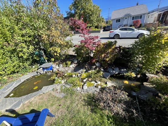 A wide view of the two Ponds in the front yard, shows the murky water in the sunlight of the afternoon
