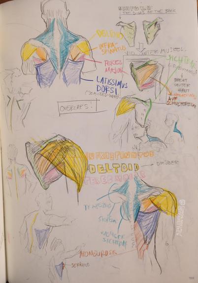 Pencil & color pencils on paper

Anatomy Sketches & notes for the front torso