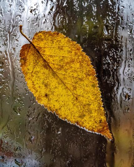 A wet yellow leaf stuck on a wet window