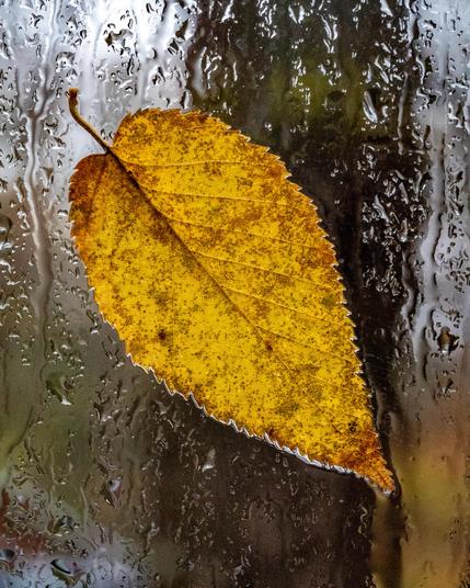 A wet yellow leaf stuck on a wet window