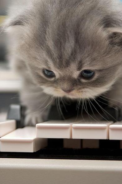 A smol kitten feet on note D on the keyboard