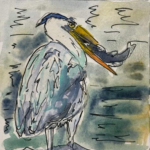 Watercolour and ink sketch of a gray heron standing in water with a large fish sticking out of its partially opened beak.