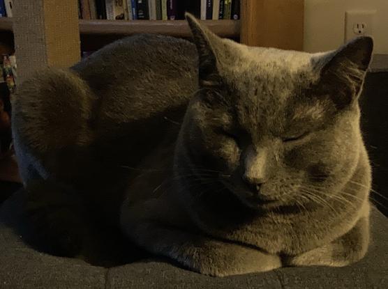 Magic puss. Birthday loaf