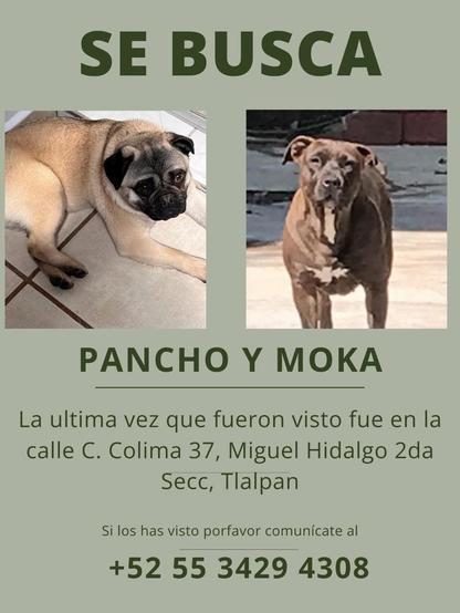A missing pets poster featuring two dogs: a pug named Pancho on the left and a brown dog named Moka on the right. The poster includes a message about their disappearance, last seen location, and a contact number for information.