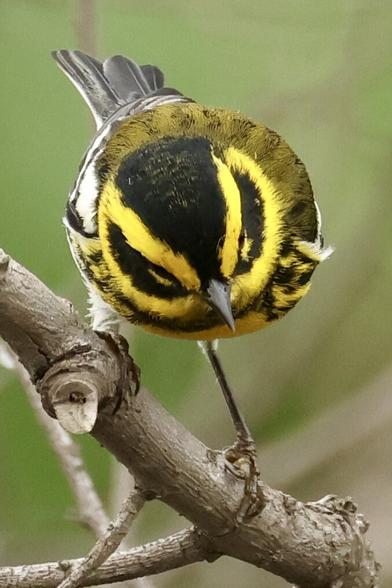 an odd view of a bird in dynamic yellow and black colors similar to some street signs