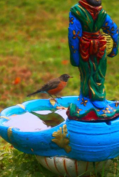 Medium close-up of a male robin sitting on the edge of a blue clamshell birdbath. To the right is a portion of a Japanese styled figure, a lady in a kimono, resting on the birdbath pedestal. The digital effect creates a painterly book illustration style.