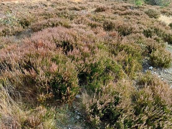 Photo of Calluna vulgaris (common heather) by vladimir_fuka. Attribution: (c) Vladimír Fuka, some rights reserved (CC BY).