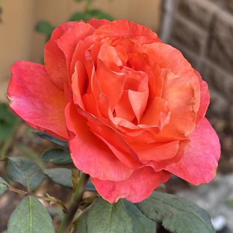 An orange-red rose blooming in the garden