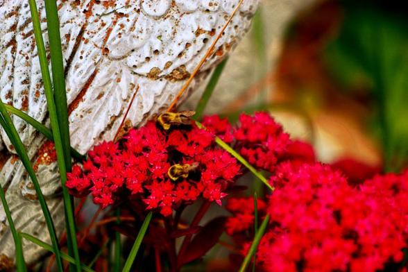 Medium close-up of red flowers next to a base of a garden ornament. Two large bees are busily gathering pollen.  The digital effect creates a painterly book illustration style.