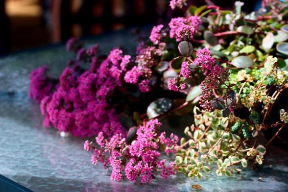 Small Burgundy-pink flowers bloom from strands of succulents spreading out on an outside deck table.